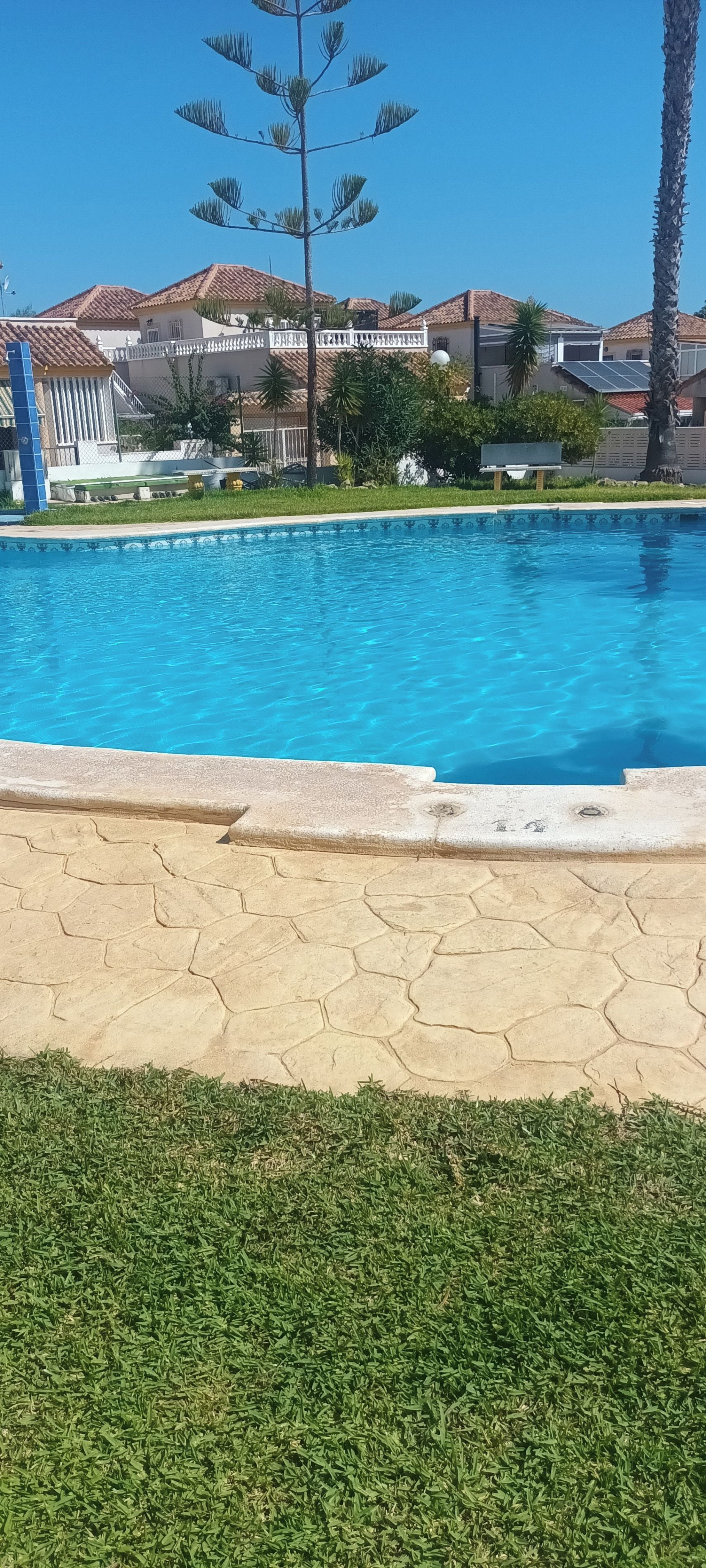 Una piscina con borde de azulejos, rodeada de césped y una palmera.