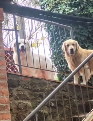 A dog behind a metal gate, with a stone wall and greenery in the background. - Residenza Petralina – Where Nature Meets Tradition (Lucolena In Chianti)