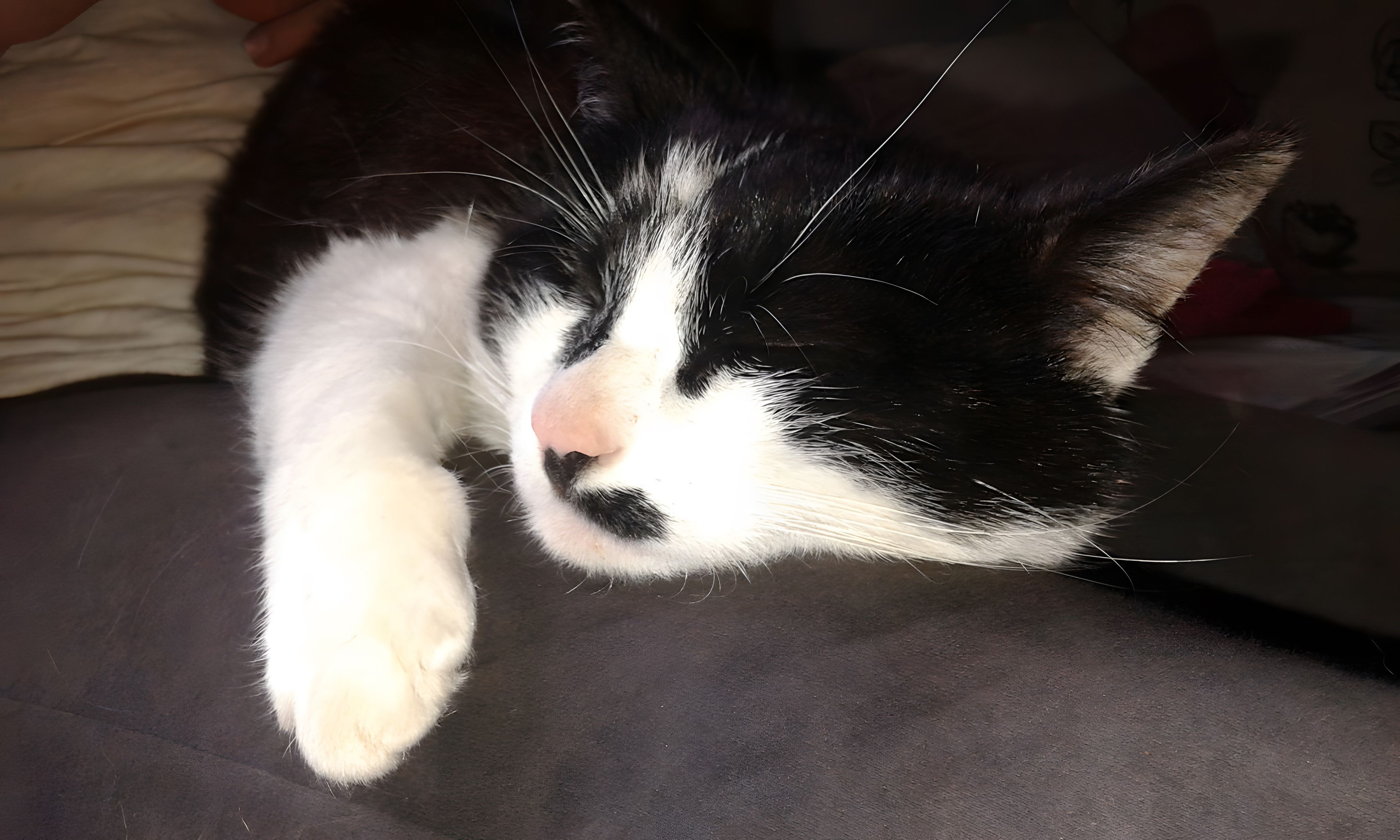Un gatto nero e bianco sdraiato su una superficie scura.