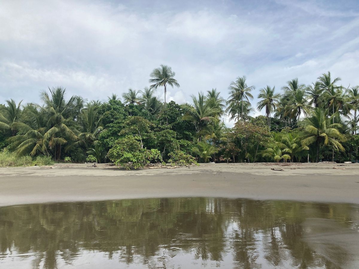 Una playa con palmeras y un mar tranquilo.
