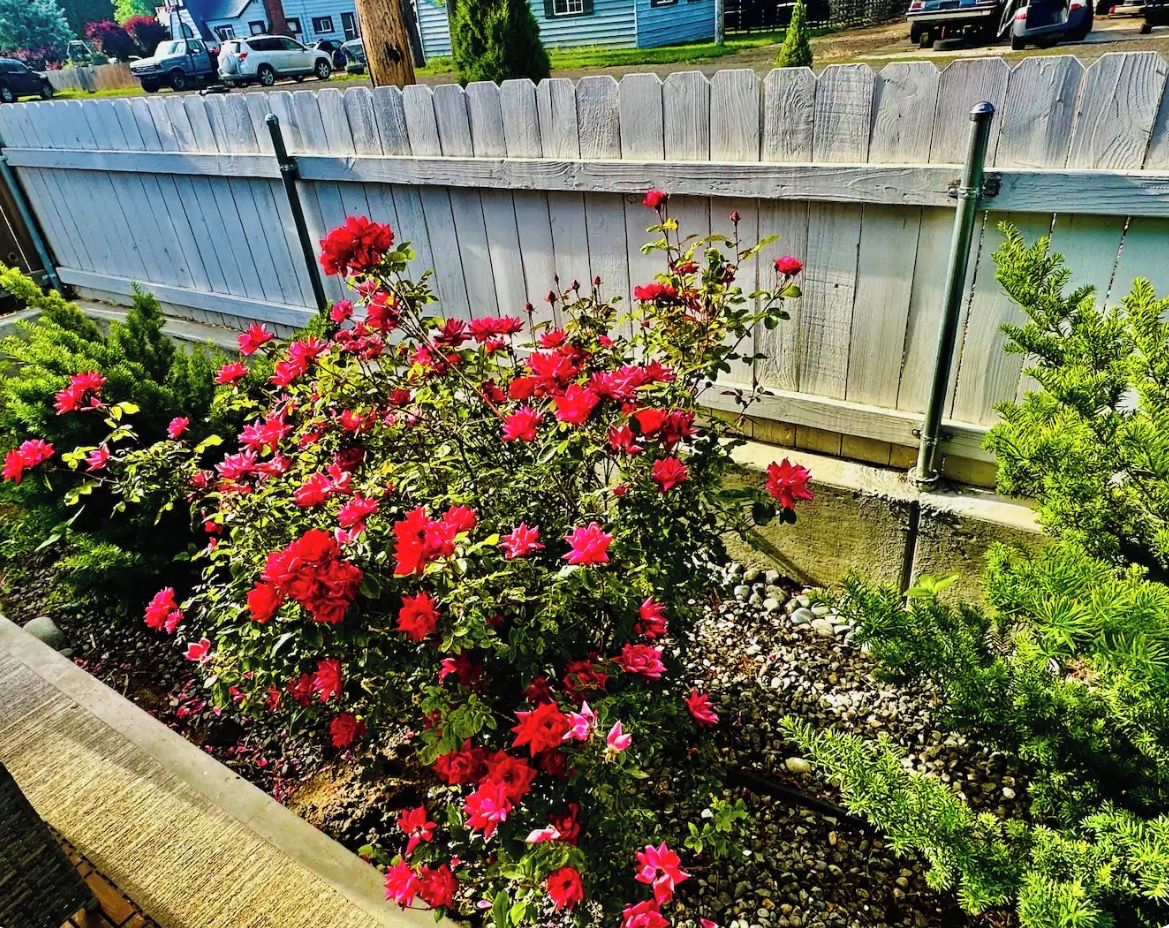 En trädgård med röda blommor och gröna buskar.