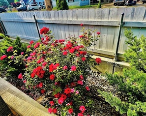 A garden with red flowers and green shrubs.