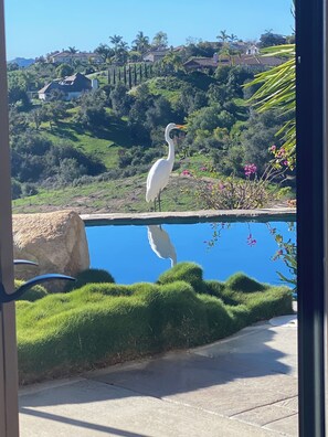 Ein weißer Vogel steht an einem sich spiegelnden Teich mit Blick auf eine Hügelkuppe und Häuser im Hintergrund.