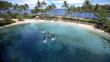 A clear pool surrounded by palm trees and a beach, with people swimming and enjoying the water.
