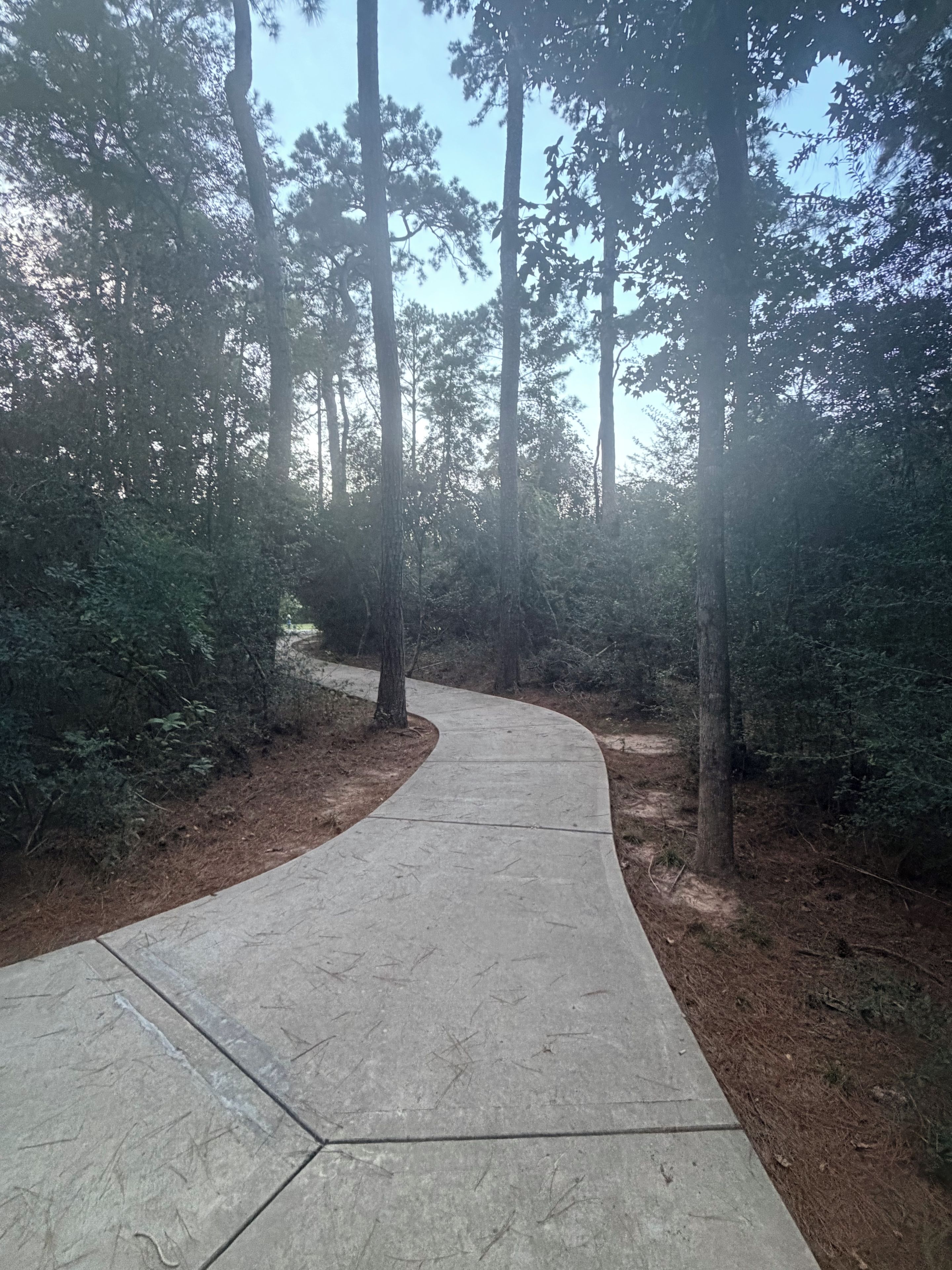 A concrete pathway curving through a wooded area with tall trees.