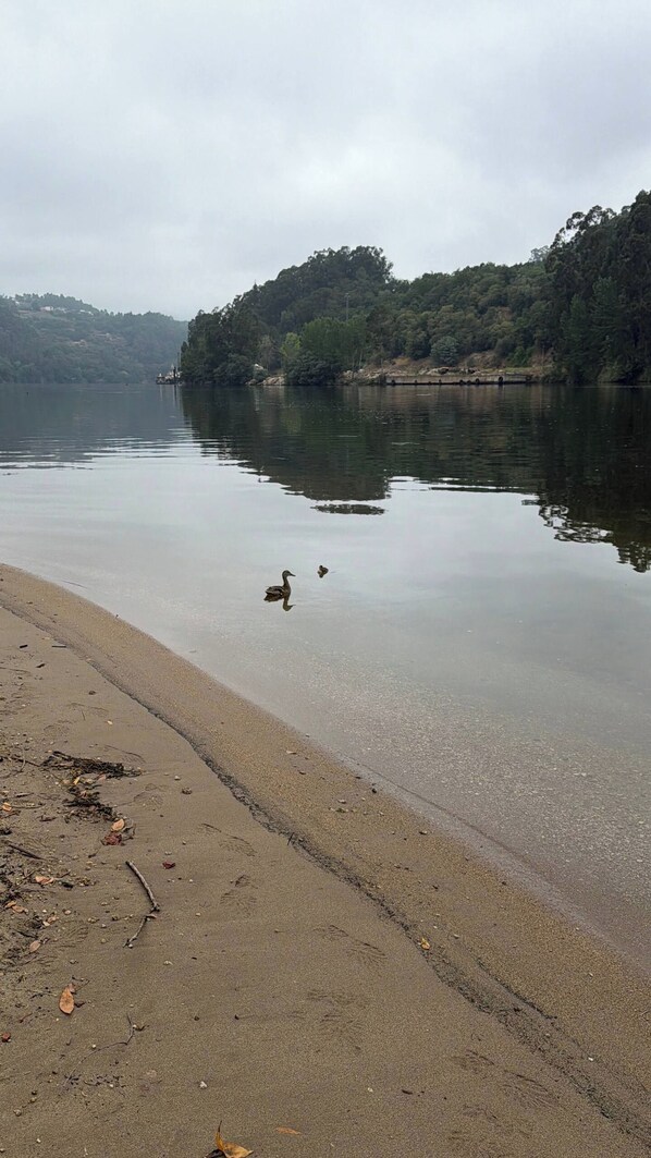 A calm lake with a sandy beach and a duck swimming.