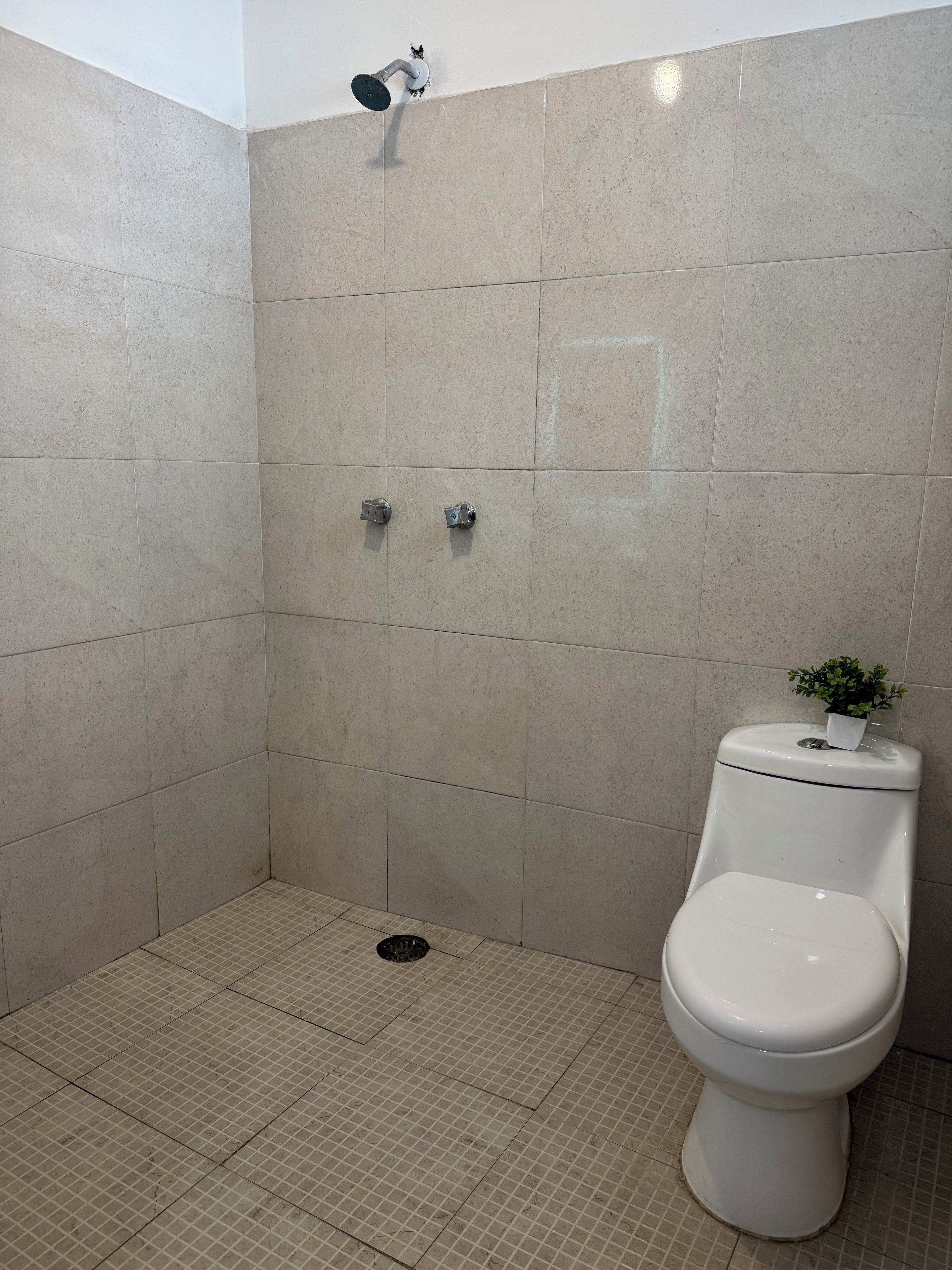 A bathroom with a shower, toilet, and a small potted plant.