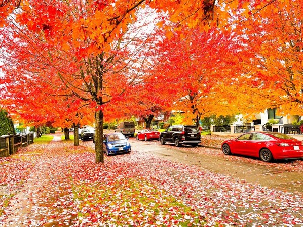 Eine Straße, gesäumt von Herbstbäumen und parkenden Autos.