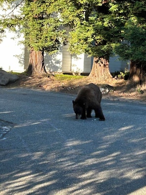 A bear on a paved surface with trees and a building in the background. - Paradise Cove - Lake View, Dock, Near Yosemite (Bass Lake)