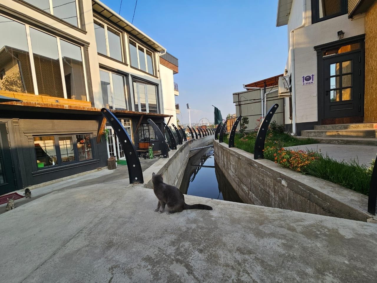Eine Katze sitzt auf einem Betonvorsprung und blickt auf einen Kanal mit Gebäuden an beiden Seiten.