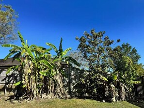 Ein Garten mit Holzzaun, einem Haus und verschiedenen Bäumen, darunter Bananenbäume.