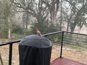 Een vogel zit op een zwart kussen op een balkon met een metalen leuning, omringd door bomen.