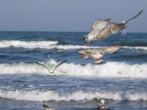 Seagulls flying over the ocean with waves in the background. - Holiday Home Seebar (Ostseebad Baabe)