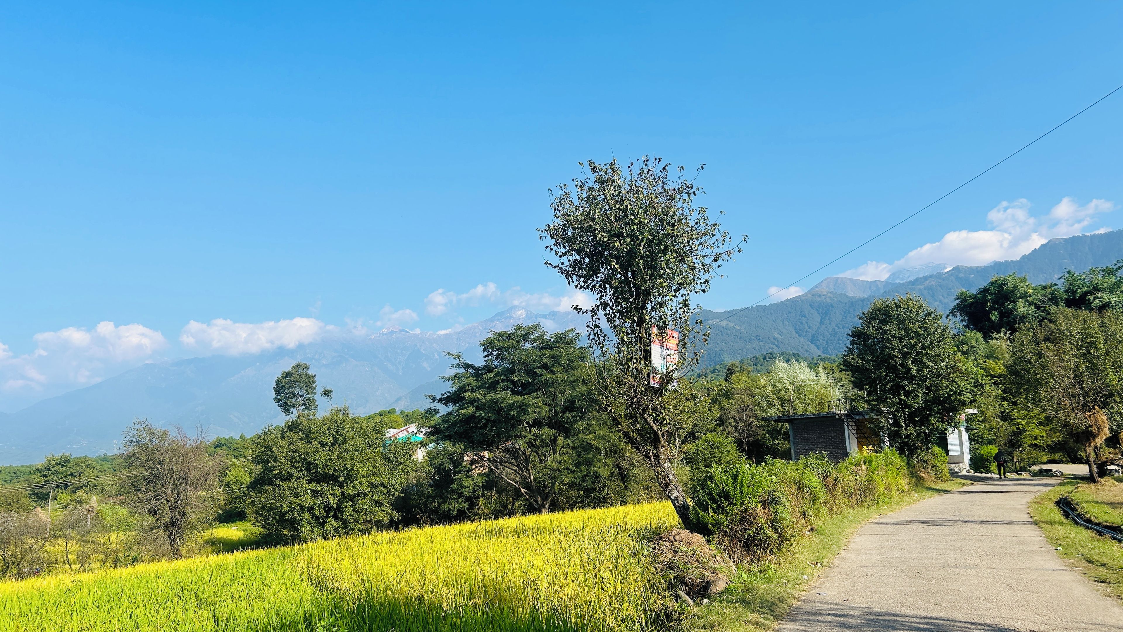 A rural landscape with a clear sky, a road, and a field of crops.