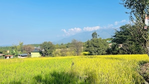 A rural landscape with a field of crops, trees, and a mountain in the background. - Cozy rooms at peaceful place in Bir (Joginder Nagar)