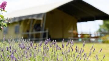 A field of lavender in front of a building with a large, open-sided structure.