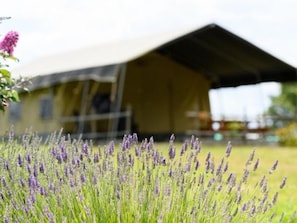 A field of lavender in front of a building with a large, open-sided structure.
