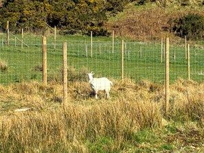 A white goat standing in a grassy field enclosed by a wire fence. - 1 bedroom accommodation in Lerags (Lerags)
