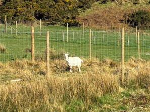 A white goat standing in a grassy field with a wire fence in the background. - 1 bedroom accommodation in Lerags (Lerags)
