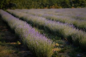 Filas de campos de lavanda con un sendero que los atraviesa.