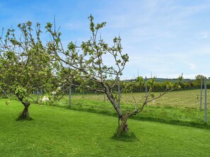 Ein Baum mit weißen Blüten in einer grünen Wiese, im Hintergrund ein Zaun.