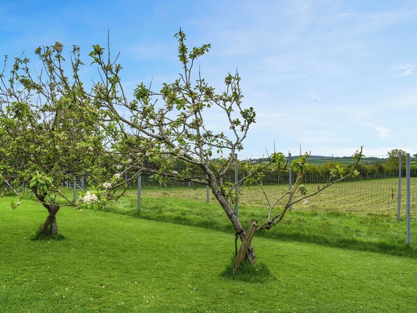 A tree with white blossoms in a grassy field with a fence in the background. - 2 bedroom accommodation in Holsworthy (Holsworthy)