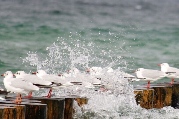 Seagulls perched on wooden posts by a body of water. - Holiday home in Zingst with swimming pool (Zingst)