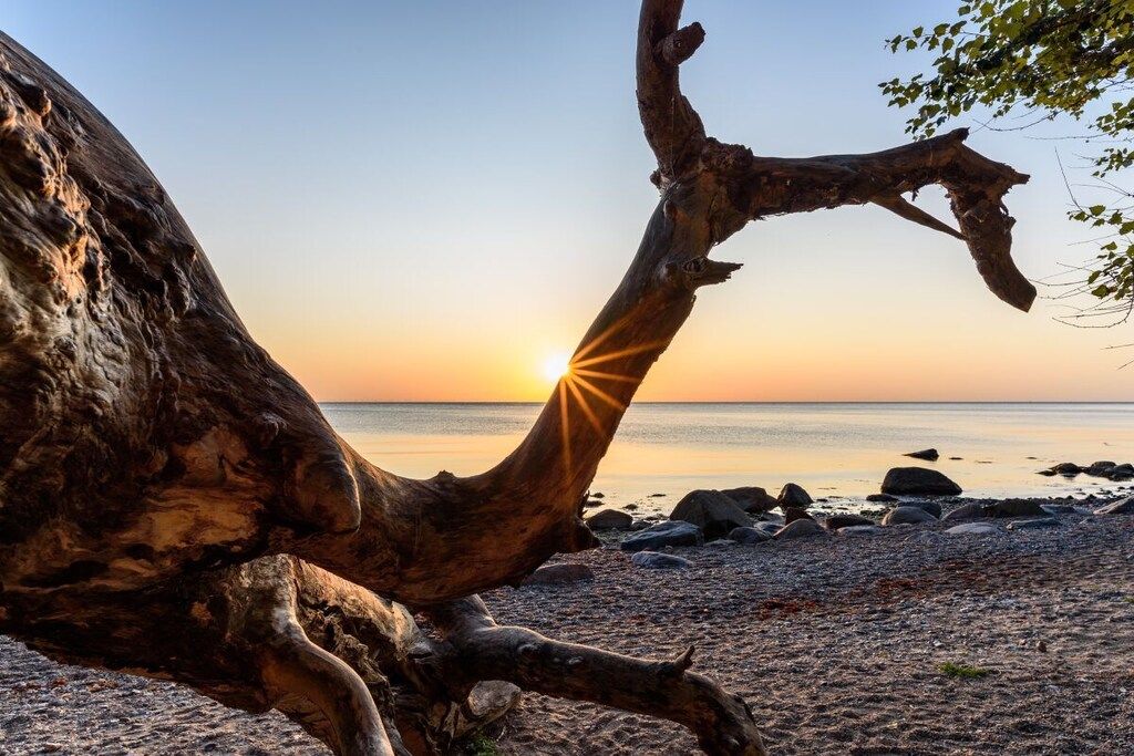 A large tree trunk with a unique shape, positioned on a pebbled beach with a calm sea in the background.