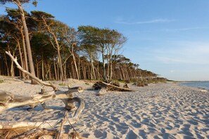 Une plage de sable avec des arbres et un tronc d’arbre tombé.
