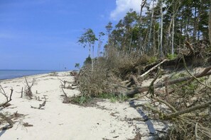 A beach with sandy terrain, scattered branches, and a line of trees in the background. - Buoy in the house Sanddorn (Ahrenshoop)