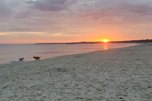 Ein Strand mit Sonnenuntergang, ruhigem Wasser und einem Hund.