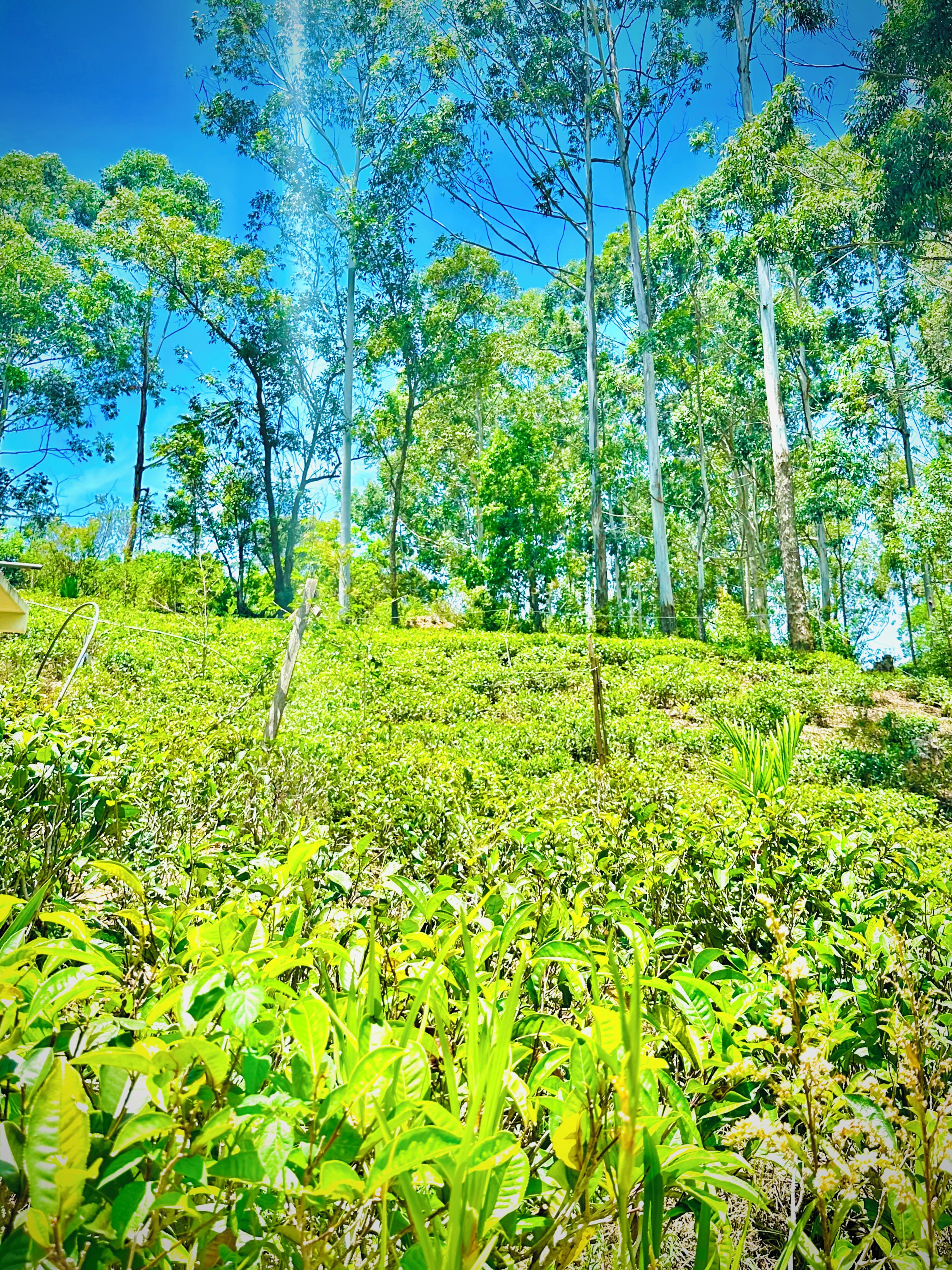 A lush green tea plantation with tall trees and a clear blue sky.