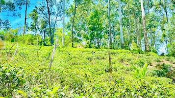 A lush green tea plantation with tall trees and a clear blue sky.