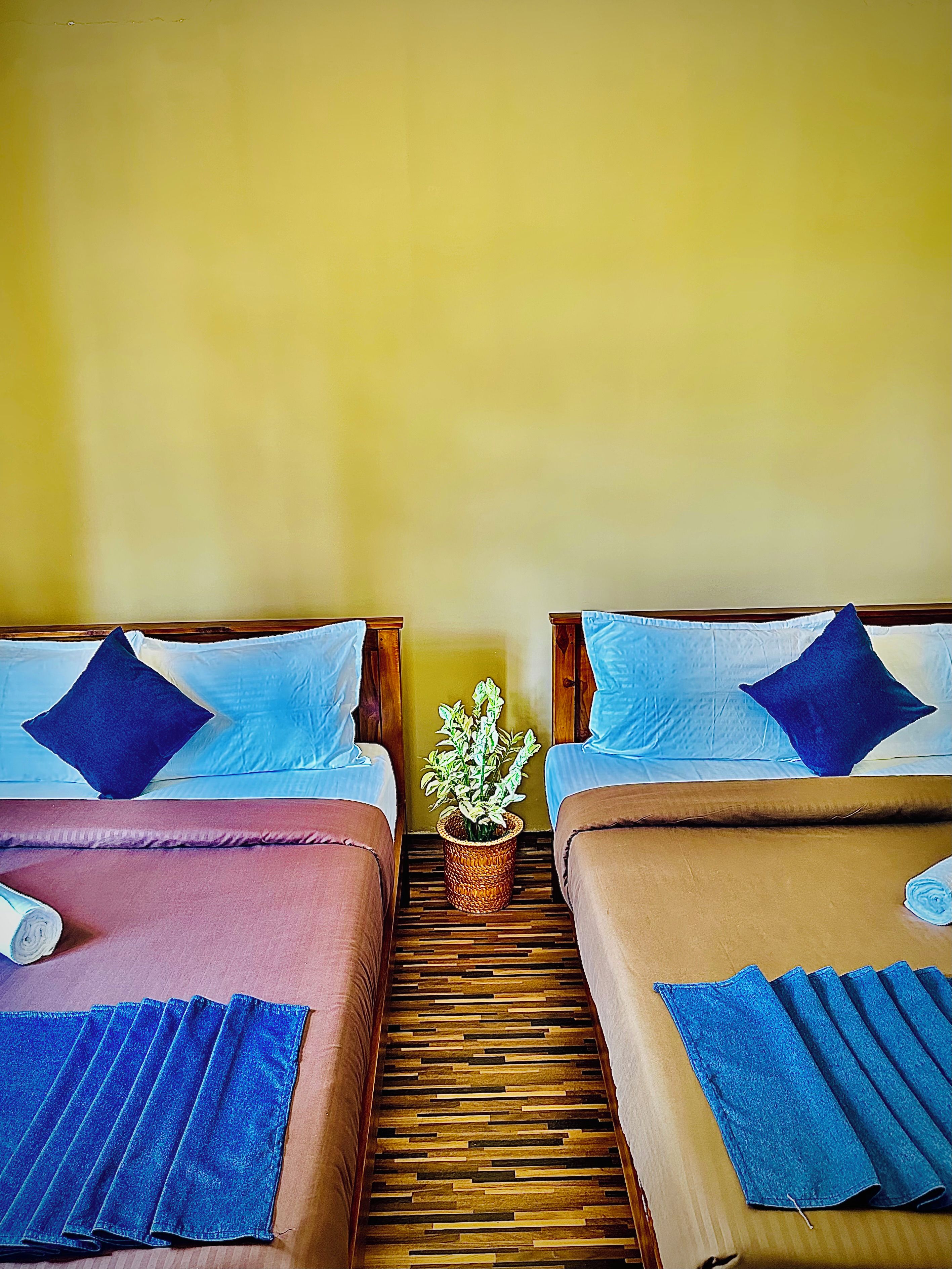 Two beds with blue and brown bedding, a small potted plant, and a wooden floor.