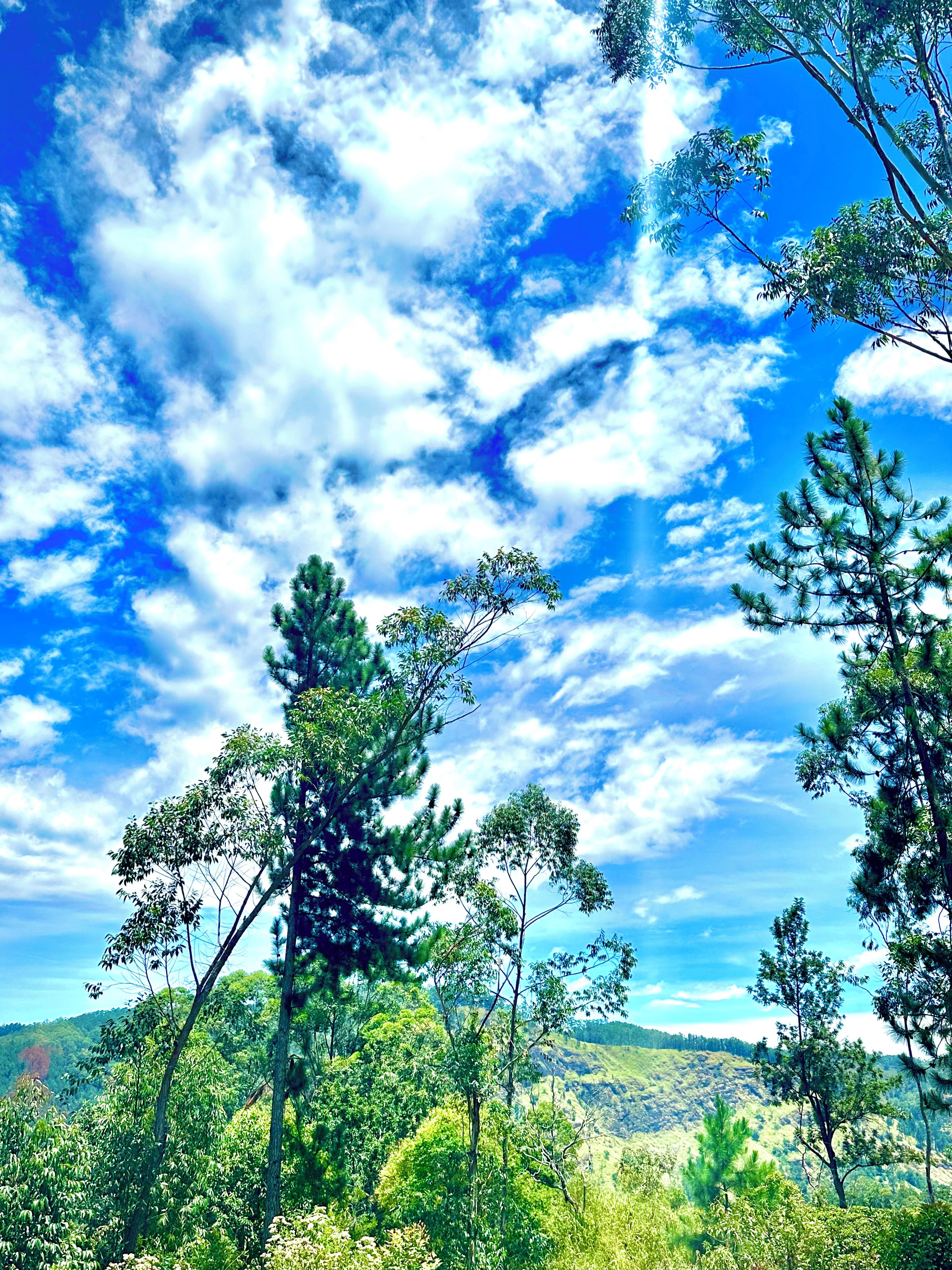 A landscape with trees and a clear sky.