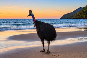 A large bird standing on a beach with a sunset in the background. - Peaceful 2-Bedroom in Innisfail Cassowary Coast (Belvedere)