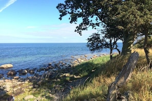 Et kystlandskab med en klippefyldt kystlinje, en sti med træer og udsigt til havet.