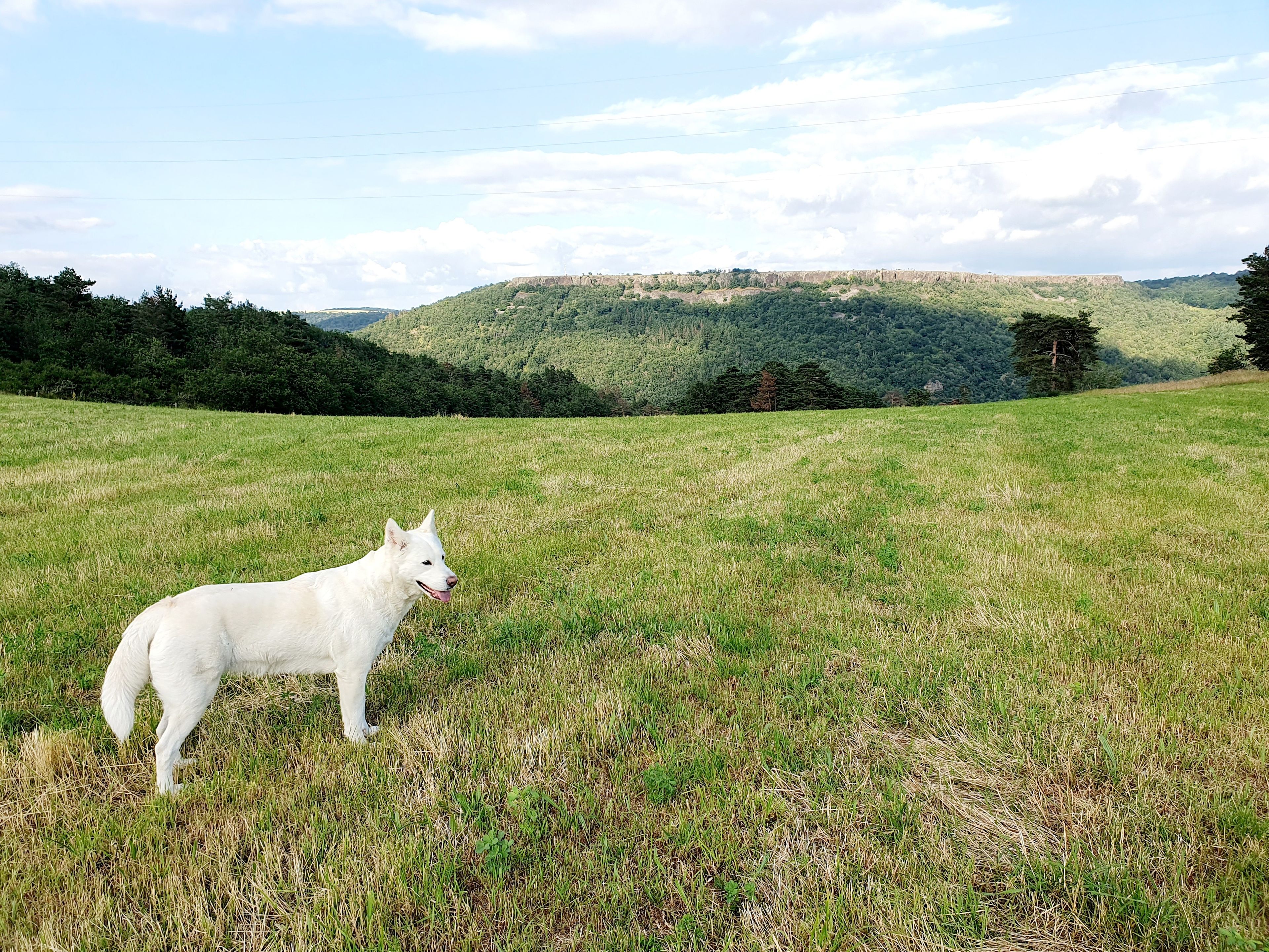 Um cão branco em um campo gramado, com uma paisagem montanhosa ao fundo.