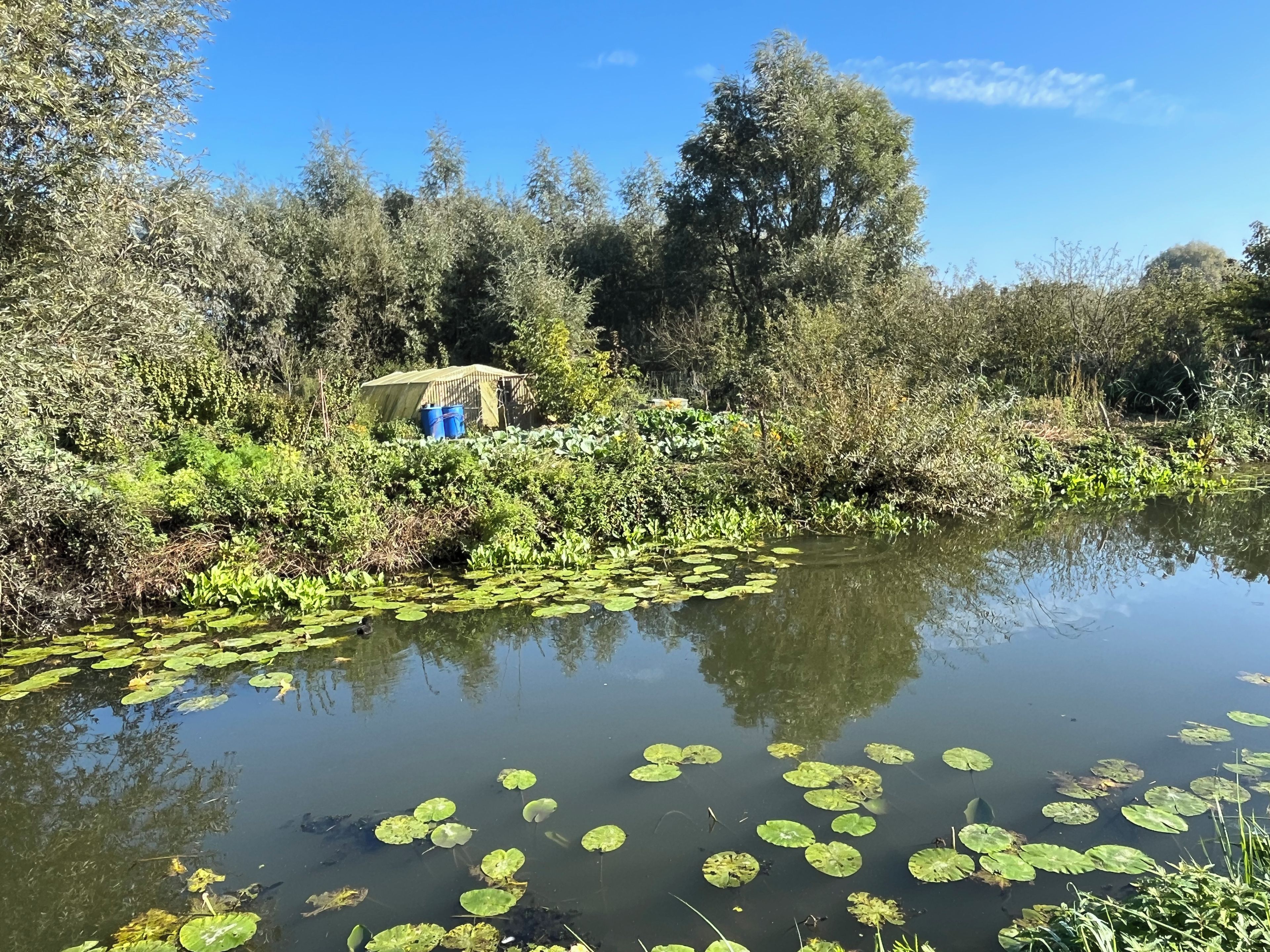 Ein Teich mit Seerosen, umgeben von dichter Vegetation und einer kleinen Struktur mit blauen Fässern.