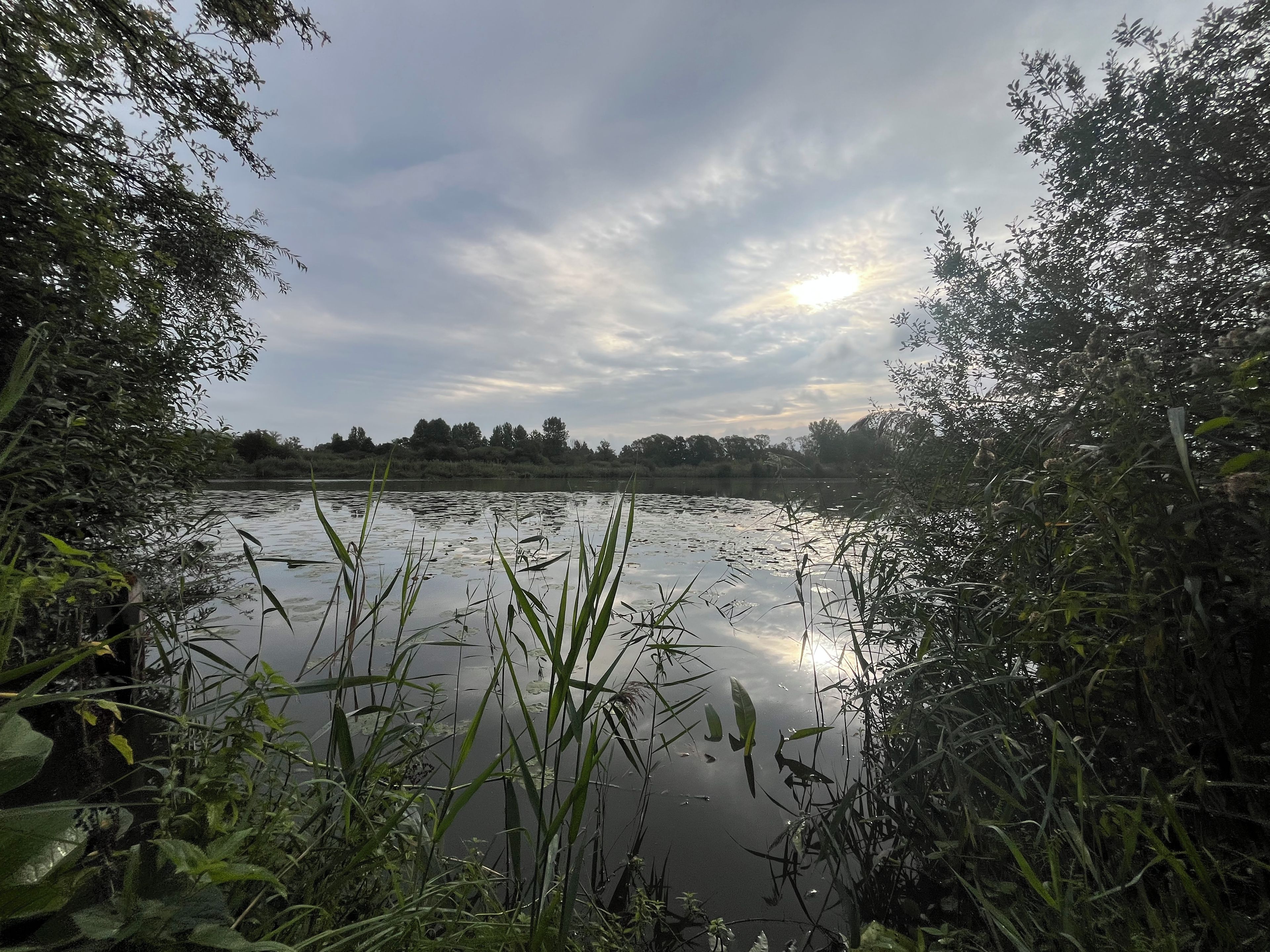 Eine natürliche Landschaft mit einem Gewässer, das von dichter Vegetation umgeben ist.