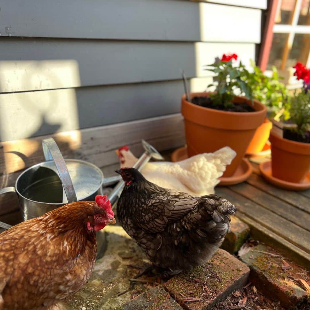 Eine Holzterrasse mit einem Huhn, einem Metalltopf und Topfpflanzen.