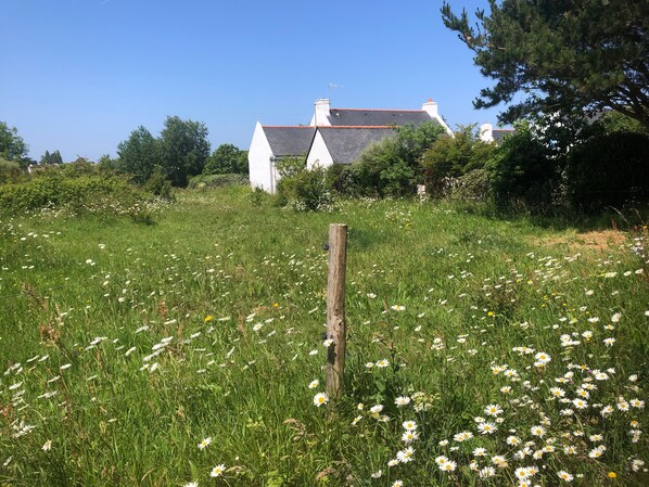 A grassy field with white flowers and a wooden post, leading to a house with a red roof and white walls.