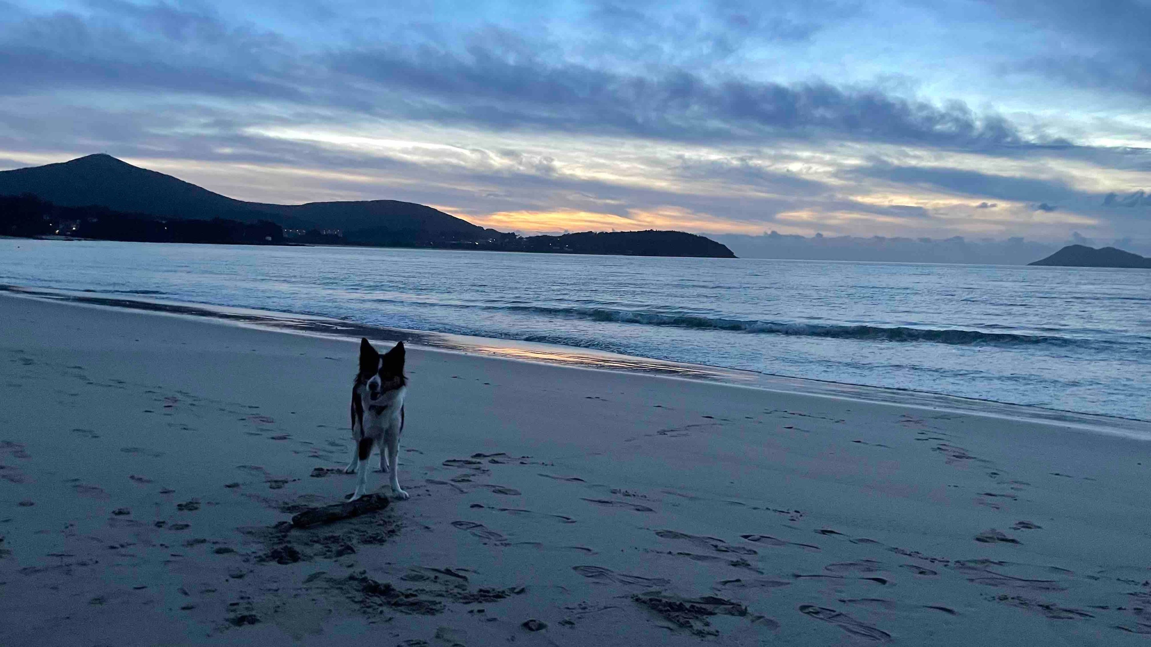 A beach with a dog and mountains in the background.