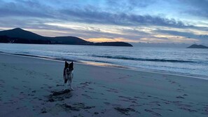 Een strand met een hond en bergen op de achtergrond.