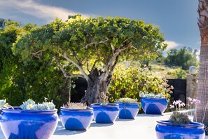 Plantas em vasos dispostas ao ar livre em um terraço, com uma grande árvore ao fundo.