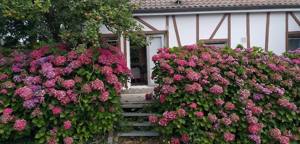 A building with a white facade and brown wooden beams, surrounded by lush pink hydrangea bushes.