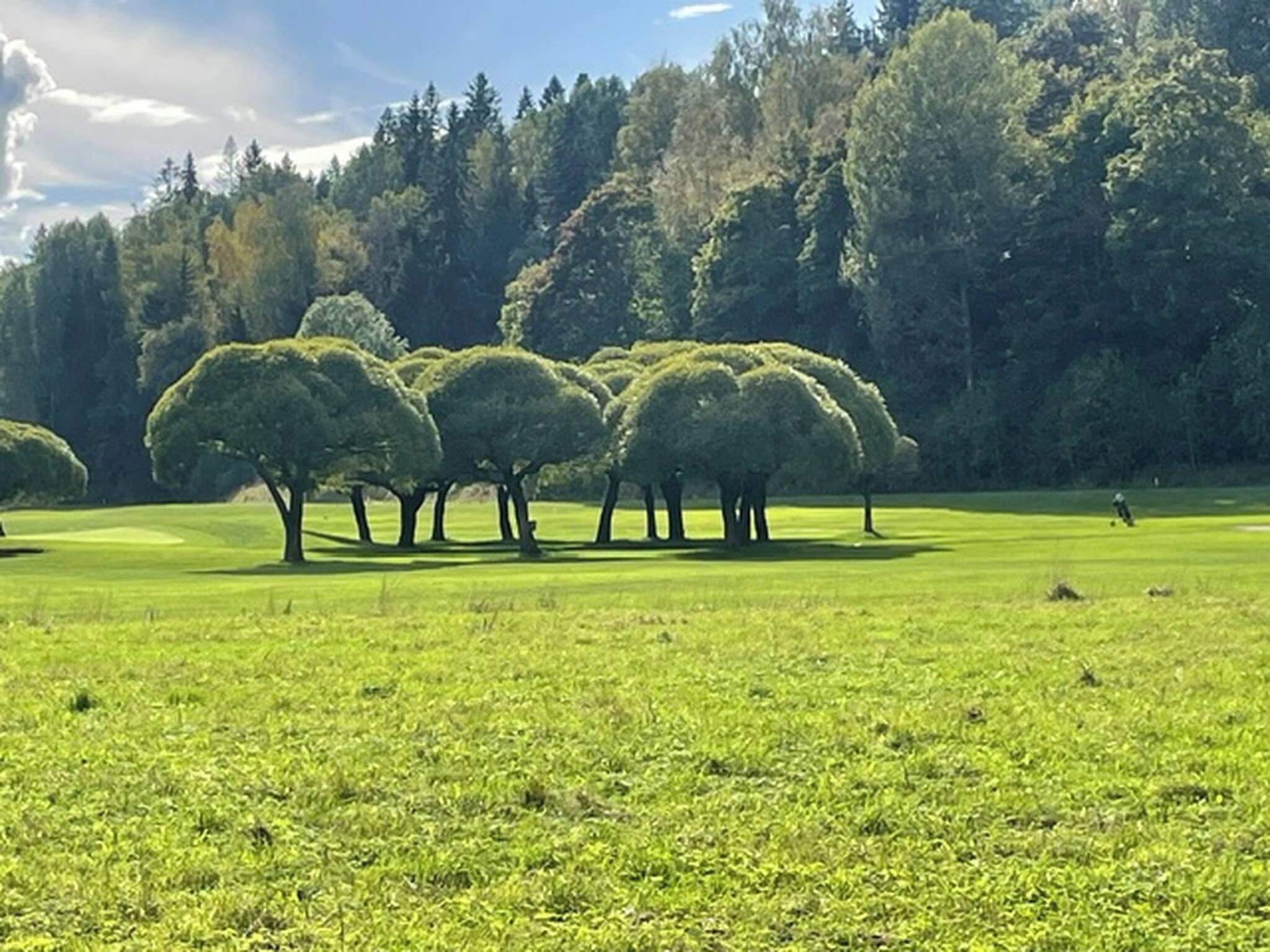 A golf course with neatly trimmed trees and a clear sky.