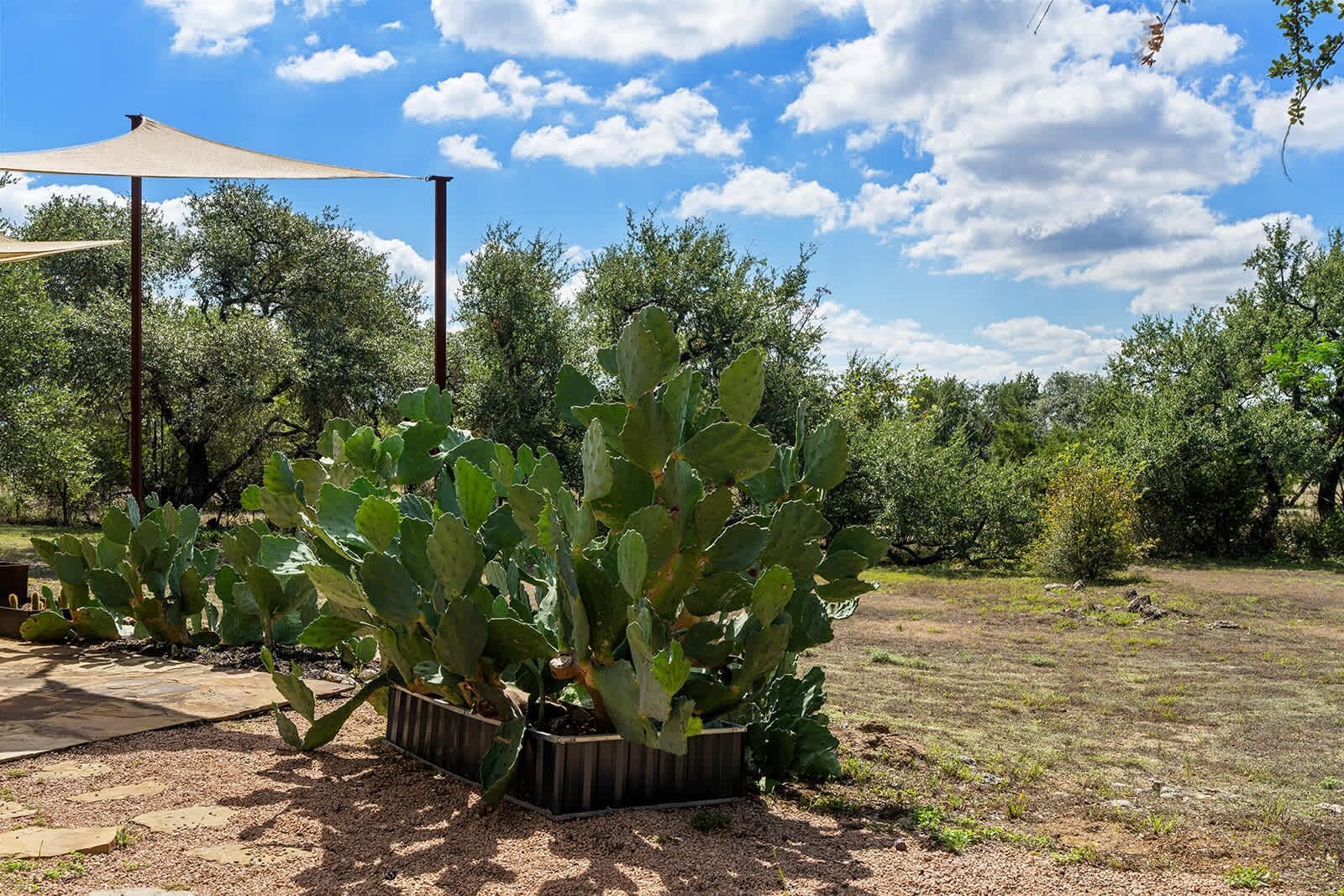 A cactus garden with a wooden planter, a metal structure, and a clear sky.
