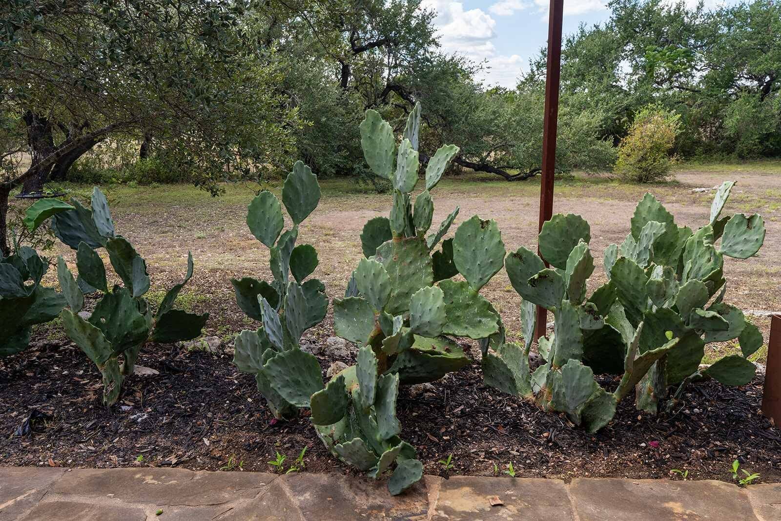 Un jardin avec de grands cactus et un poteau en bois.
