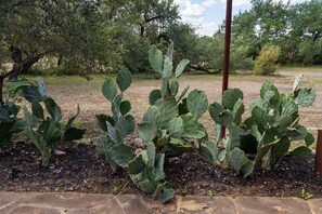 A garden with large cacti and a wooden post.